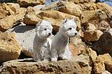 WESTIE 012